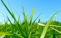 planta, família das gramíneas, céu, prado, vegetação