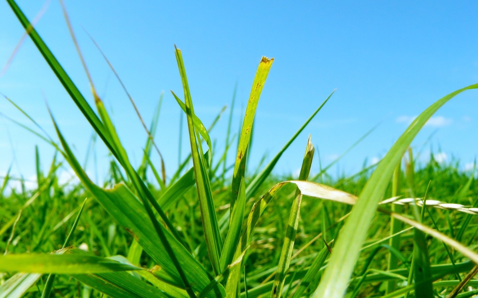 Un primer plano de una planta con hojas verdes (planta, familia de hierbas, cielo, pradera, vegetación)