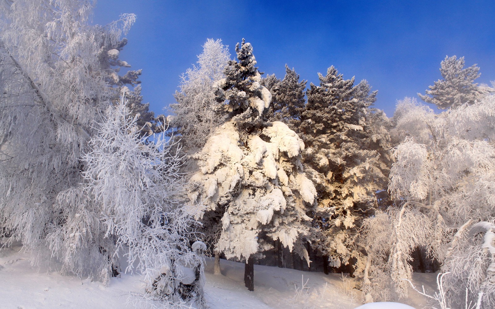 Árvores nevadas em uma floresta com um céu azul ao fundo (neve, pintura de paisagem, inverno, geada, congelamento)