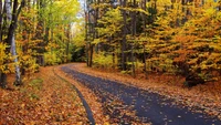 Sentier d'automne à travers un bois coloré