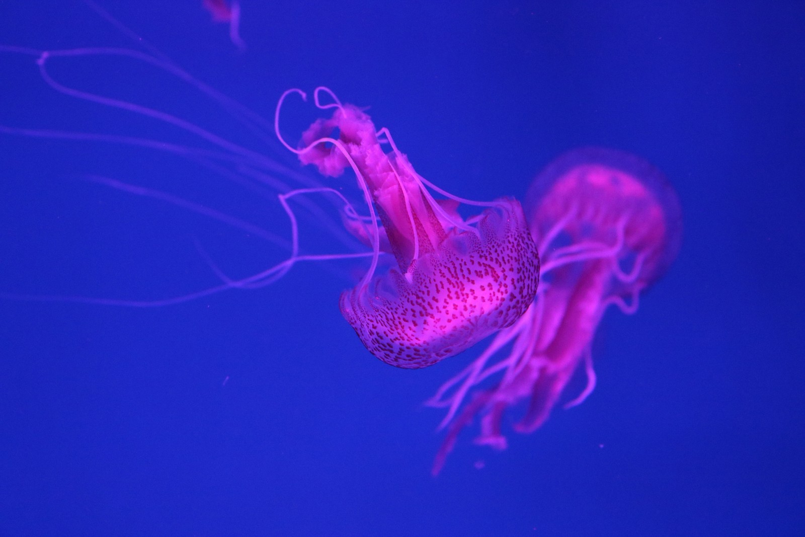 Des méduses flottant dans un réservoir bleu avec une lumière violette (méduse, cnidaires, invertébrés marins, violet, rose)