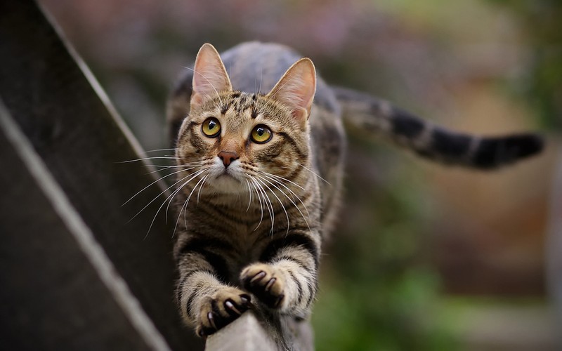 Кошка идет по карнизу (бенгальская кошка, котёнок, полосатый кот, felidae, милота)