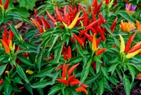 Plantes de piment chili vibrantes en pleine floraison