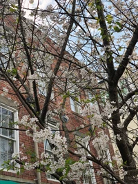 Blühender Kirschbaum rahmt eine Wohnwohnung im Frühling