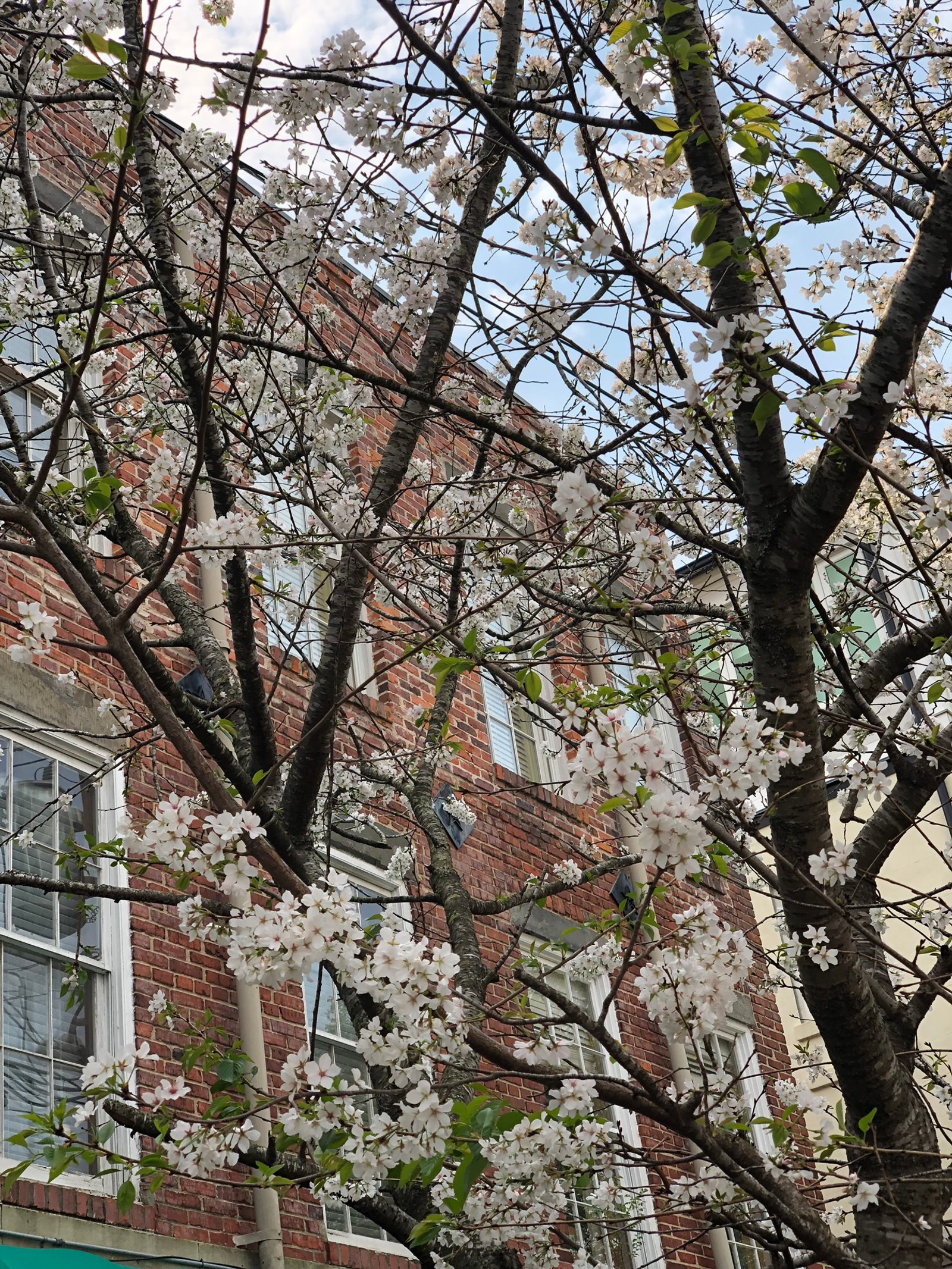 There is a clock on a pole in front of a building (tree, window, roof, branch, twig)