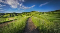 Scenic Meadow Pathway Through Lush Green Grasslands Under a Bright Sky