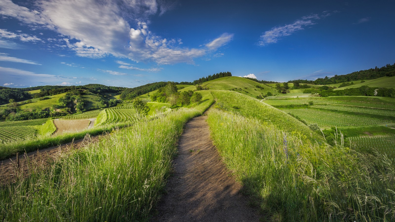 A dirt path leading through a green field with a blue sky (grassland, nature, landscape, rural area, grasses)