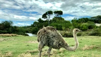 Common Ostrich in a Lush Natural Habitat Under a Cloudy Sky