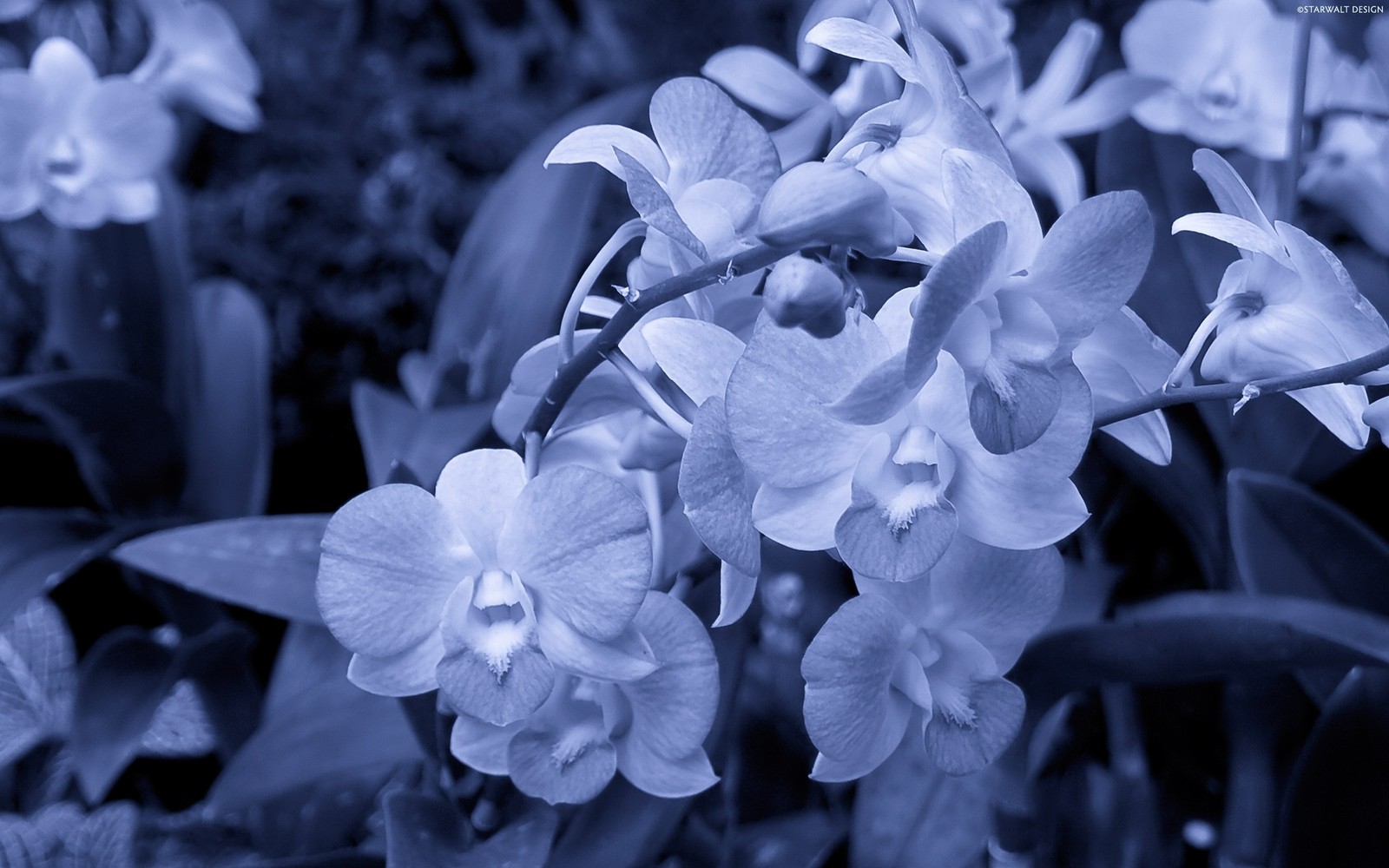 Hay muchas flores que crecen en el jardín (blanco, azul, pétalo, planta, lila)