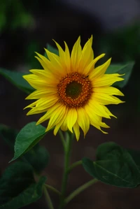 Vibrant Common Sunflower with Radiant Yellow Petals and Rich Brown Center