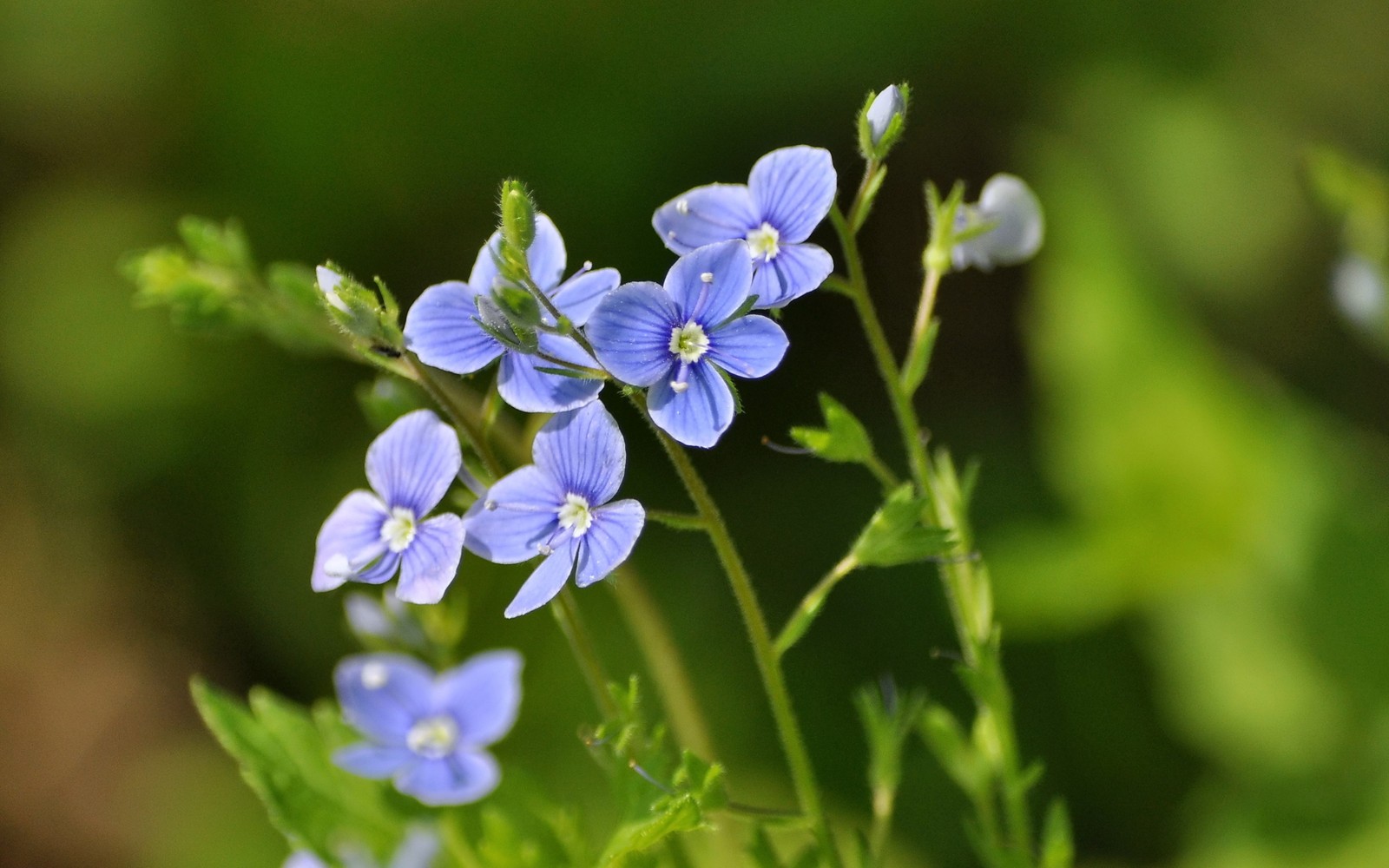 Il y a des fleurs bleues qui poussent dans l'herbe (plante à fleurs, plante, bleu, lin, flore)