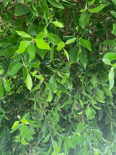 Folhagem verde densa de uma planta lenhosa exibindo diversas formas e texturas de folhas.