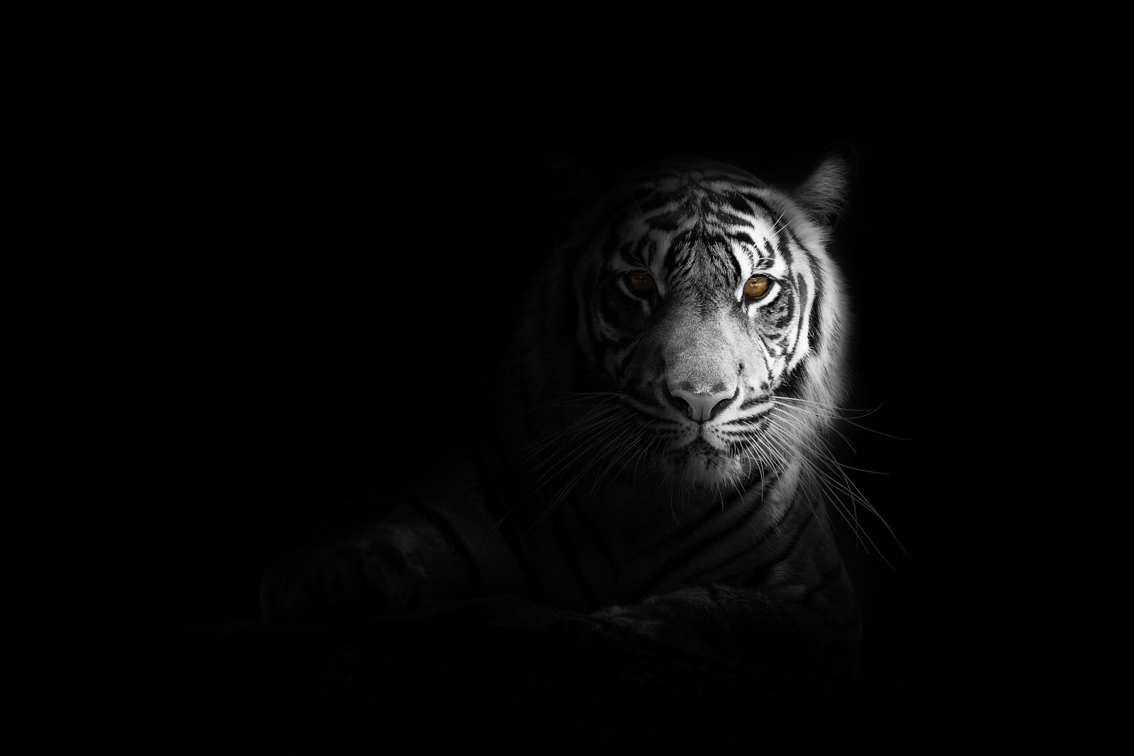 Un tigre árabe en la oscuridad con un fondo negro (tigre blanco, estética oscura, tigre de bengala, fondo negro, 5k)