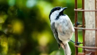 pico, ave, vida silvestre, pájaro posado, cazamoscas del viejo mundo