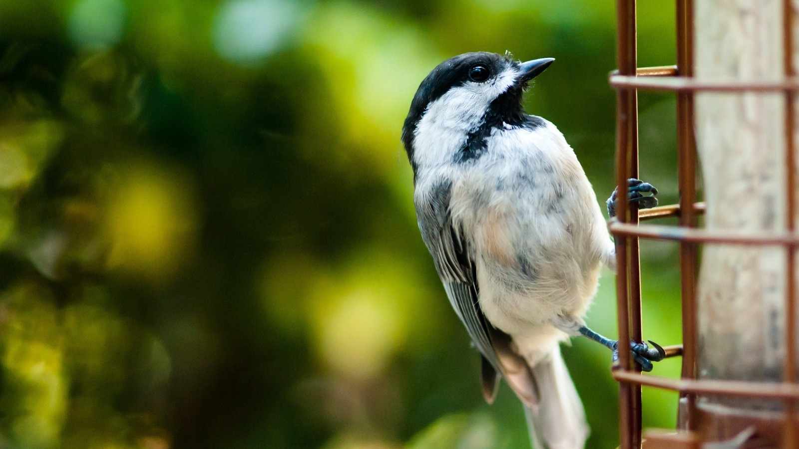 Hay un pájaro que está sentado en un comedero para pájaros (pico, ave, vida silvestre, pájaro posado, cazamoscas del viejo mundo)