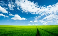 field, grassland, daytime, day, grasses