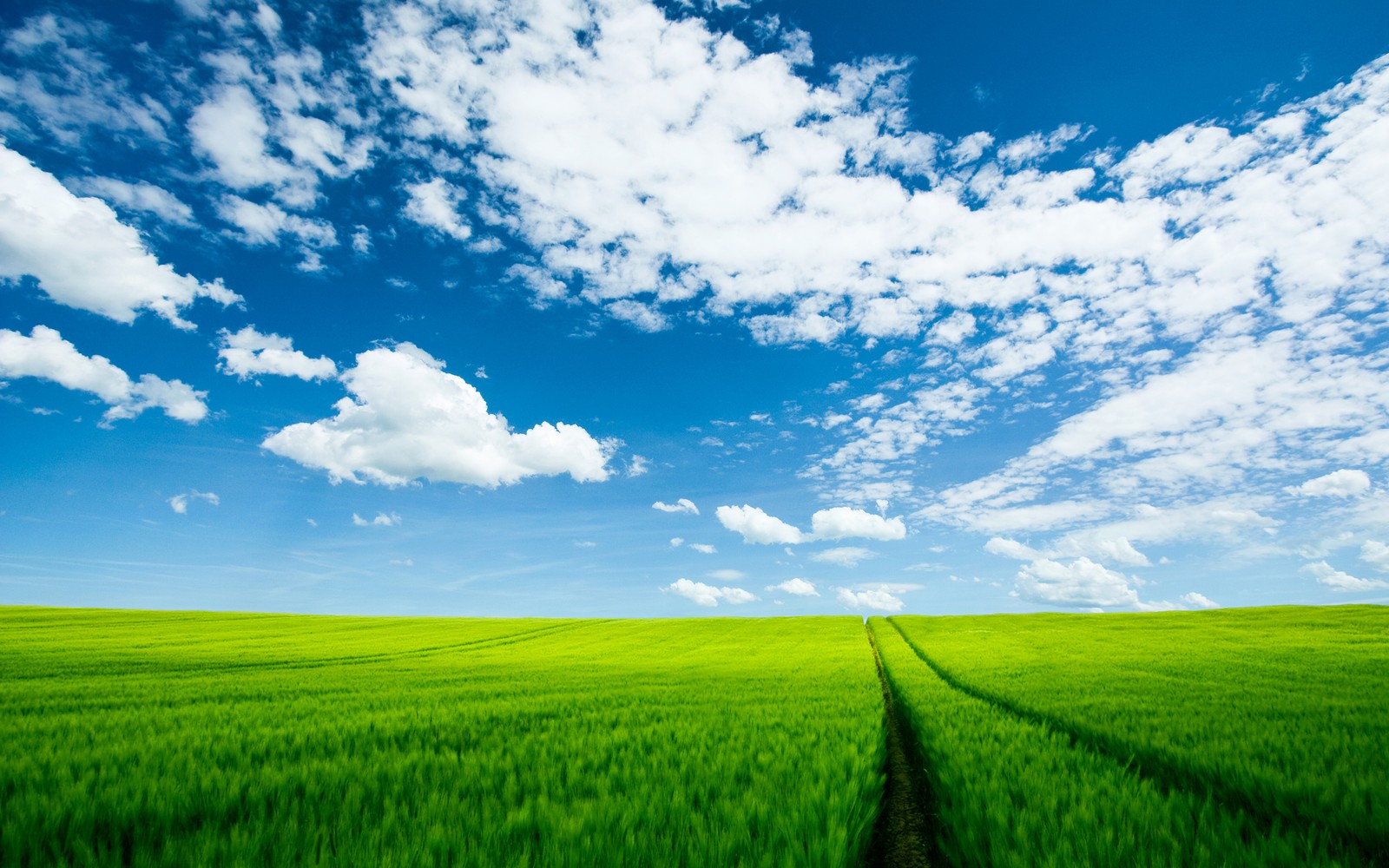 Un campo verde con un cielo azul y nubes (campo, pradera, día, hierba, ecosistema)