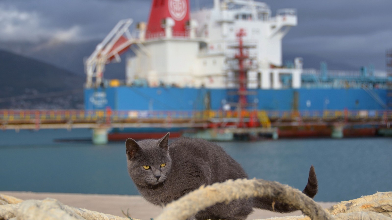 Existe um gato sentado em uma corda perto de um barco (mar, embarcação, gatos de pequeno a médio porte, barco)