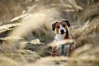 museau, foxhound anglais, english foxhound, foxhound américain, race de chien