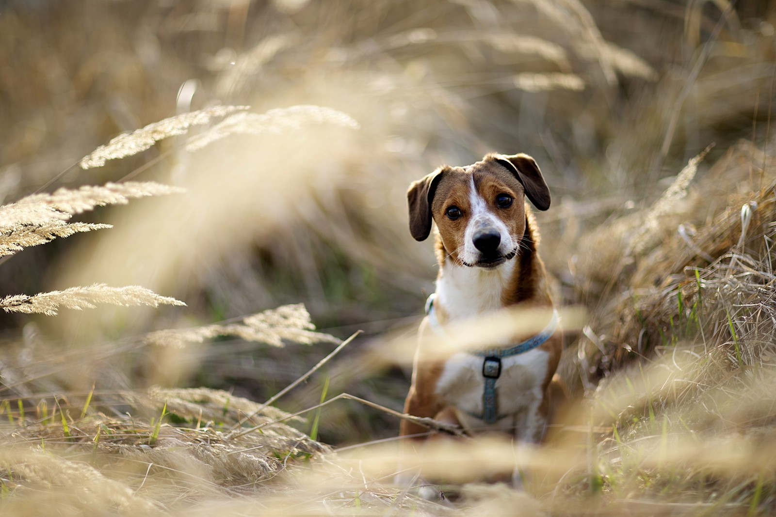 Há um cachorro sentado na grama (focinho, foxhound inglês, english foxhound, foxhound americano, raça de cachorro)