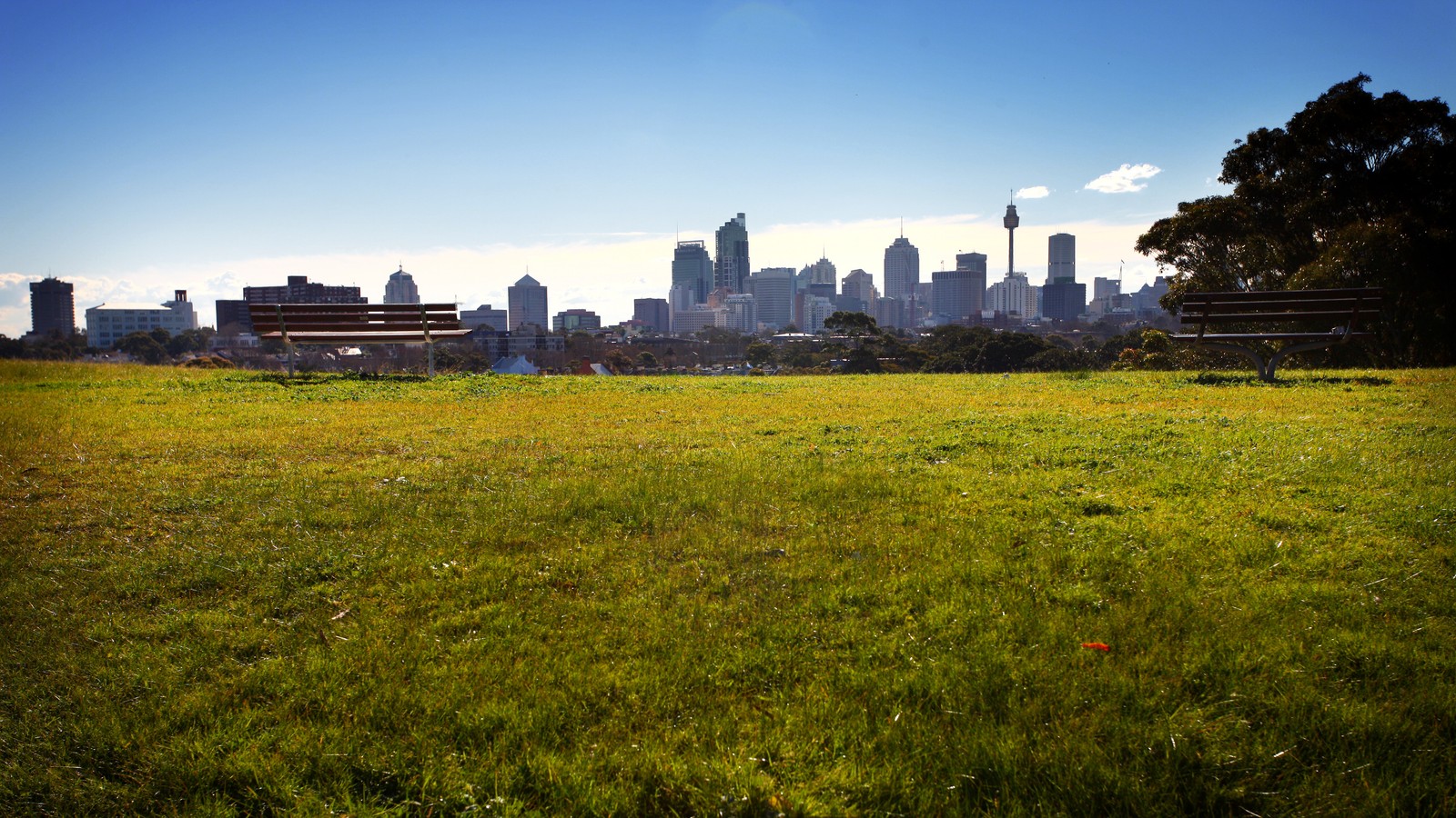 Lade gras, skyline, stadtgebiet, wiese, stadt Hintergrund herunter