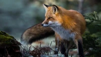 rouge, renard, animaux, animal