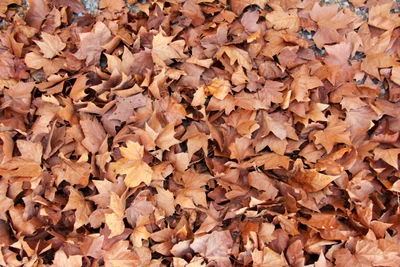 Autumn Maple Leaves Blanket on the Ground