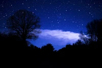 Ciel Nocturne d'Hiver : Arbres Silhouettés Sous une Toile Étoilée de Couleur Bleu Foncé