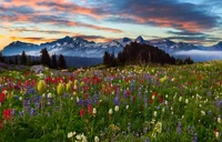 Prado de flores silvestres sob o Monte Rainier ao pôr do sol