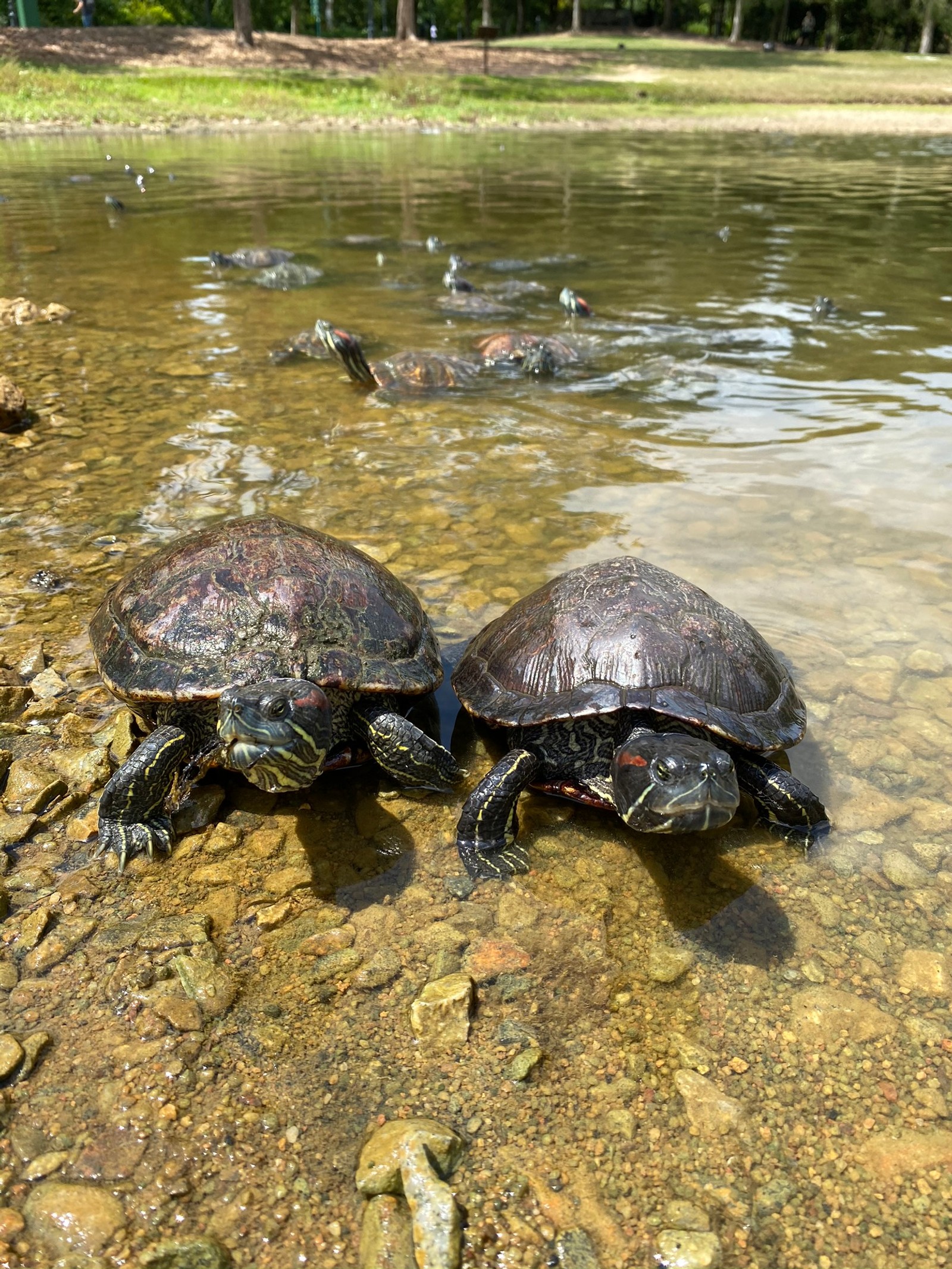 There are two turtles that are sitting in the water (tortoise, water, turtle, reptile, biome)