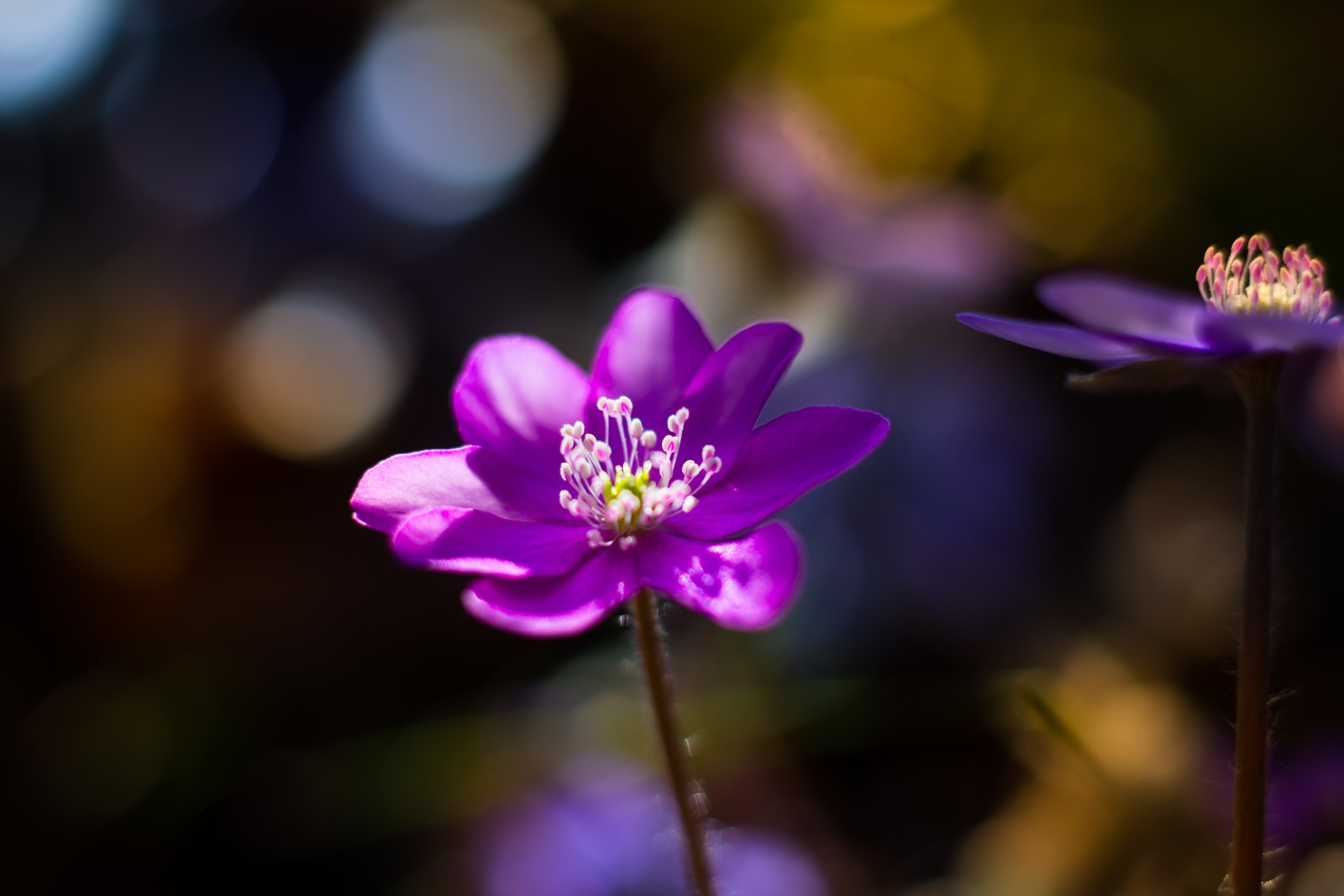 Fleurs violettes avec des centres blancs et des étamines jaunes dans un jardin (fleur, plante à fleurs, pétale, violet, plante)