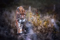 jaguar, felidae, cat, big cat, wildlife wallpaper