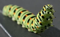 Vibrant Caterpillar: A Macro View of Nature's Pollinator