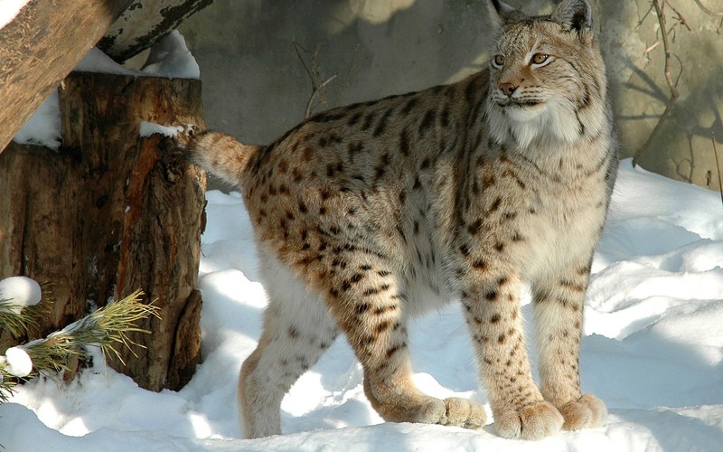 Жираф стоит в снегу перед деревом (евразийская рысь, felidae, большая кошка, наземное животное, дикая природа)