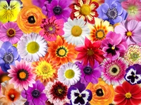 Vibrant Floral Mosaic: A Colorful Array of Spring Blossoms