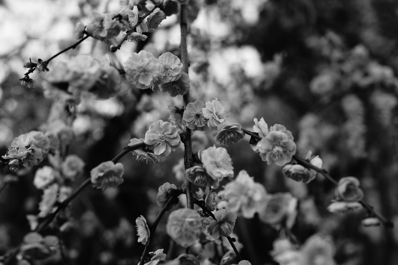 Una foto en blanco y negro de un árbol con flores en primer plano (flor, blanco y negro, ramo, monocromo, primavera)