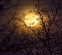 Silhouette de branches nues contre une lune brillante dans un ciel sombre.