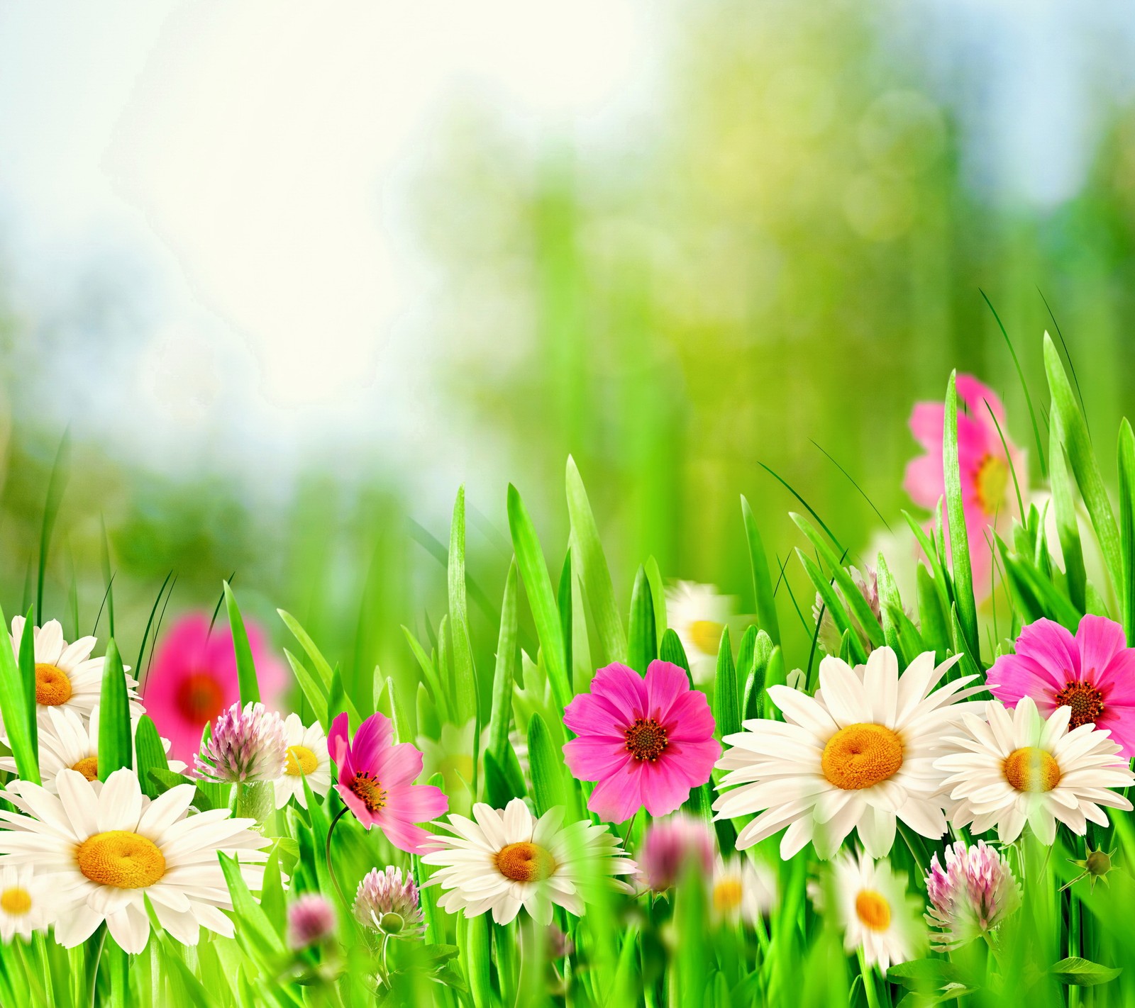 There are many different flowers in the grass with a sky background (bloom, flowers, spring, sunshine)