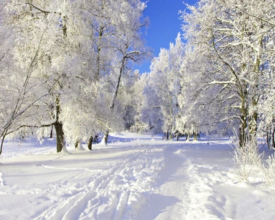 blue, sky, snow, trees, white