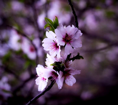 fleurs, printemps