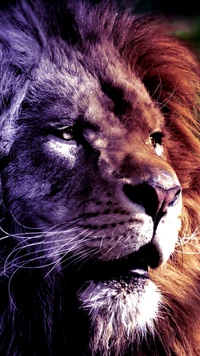 Portrait majestueux de lion sauvage