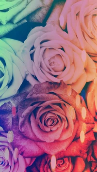 glare, rainbow, rose, roses