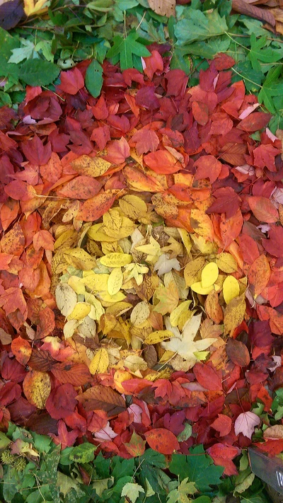 herbst, farbe, bunt, blätter, natur