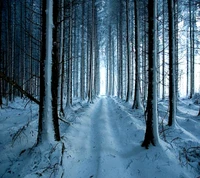 Caminho florestal coberto de neve iluminado por suave luz de inverno.