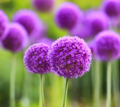 Lebendige lila Allium-Blüten in einer üppigen Gartenumgebung