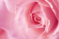 Close-Up of Delicate Pink Garden Rose Petals