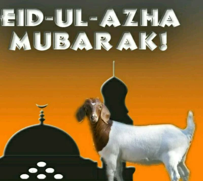 bakra eid, eid ul azha mubarak, holy occasion, musulmans