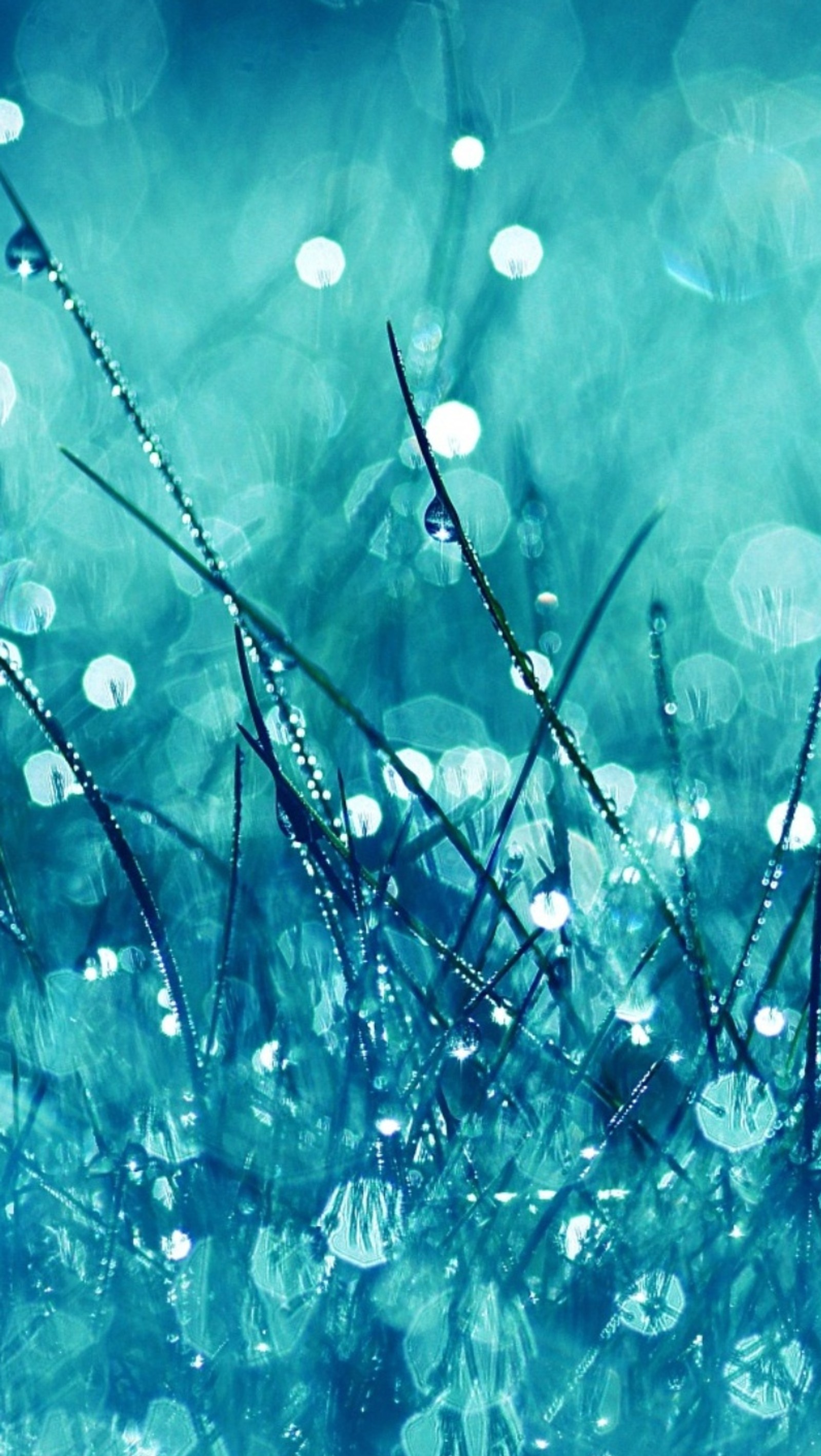 drops, grass, nature, rain Download Wallpaper