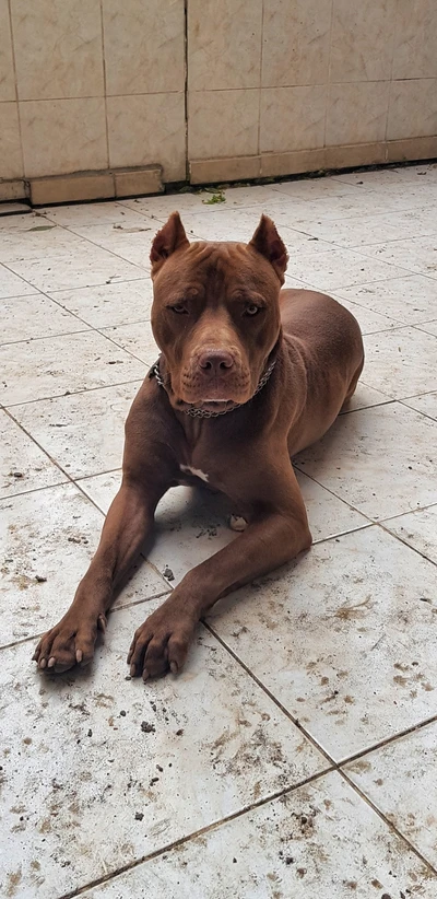 pitbull, chien, taureau, chiens, pit