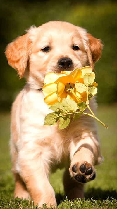 Filhote de Golden Retriever brincalhão com uma rosa amarela